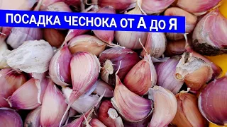 Посадка чеснока от А до Я