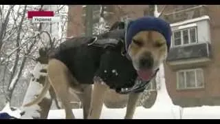 Украинский пес-паркурщик