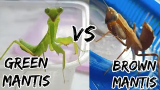 green mantis vs brown mantis boxing match