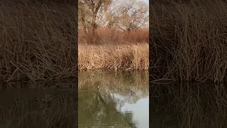 Beaver Sighting - Mojave Narrows CA Fishing #shorts