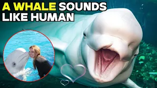 Beluga Whale | A Marine Animal That Acts Most Like Humans