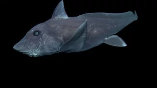 Mysterious ghost shark captured on camera