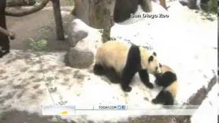 Pandas frolic in summer 'snow' at San Diego zoo.