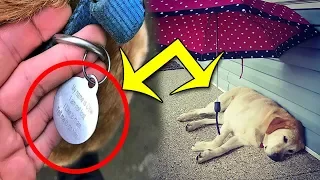 Man Goes To Help ‘Lost’ Dog But Freezes When He Reads The ID Tag- Story Facts Verse