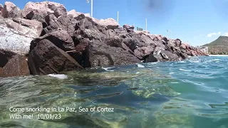 Come snorkel with me in La Paz, Sea of Cortez