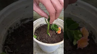 How to graft Kalanchoe 2 colors on 1 tree