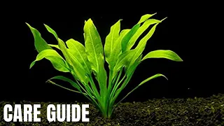 Plant Species Spotlight - How to Grow, Care for and Propagate Amazon Sword Plants