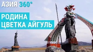 Цветок Айгуль, растущий только в Кыргызстане | АЗИЯ 360°