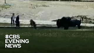 Bison attacks family in Yellowstone National Park