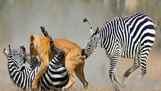 mother zebra save baby-zebra rescue baby from lion zebra kick lion save baby,Wild animal fights