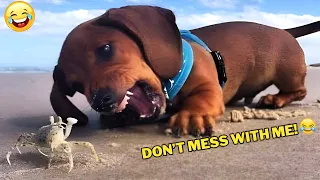 🐾 Try Not to Laugh, Hilarious Dogs & Cats for 1 Hour 😂