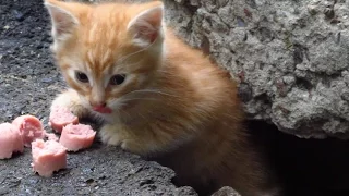 Hungry kitten and sudden rain