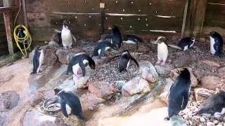Noisy Macaroni penguins