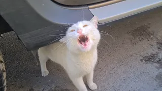 The Angry White Cat that hates everything is Attacking everybody again