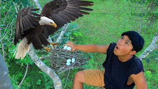 Man in Forest Make Quick Eagle Trap Using & Chicken That Work 100% | Found Five Eagle Egg For Cook