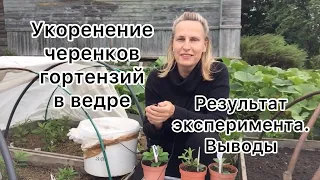 РЕЗУЛЬТАТ УКОРЕНЕНИЯ ЧЕРЕНКОВ МЕТЕЛЬЧАТЫХ ГОРТЕНЗИЙ.Выводы. Обзор июльских черенков