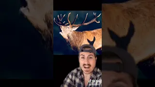 Zombie deer, it's a thing