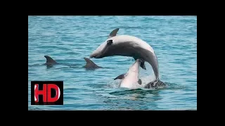 Top Documentary AnimalNational Geographic Documentary - Dolphin - Wildlife Animal