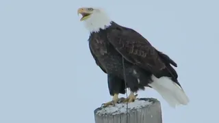 EAGLE SCREECH - THIS IS THE SOUND OF AMERICA