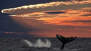 EL GRAN PACIFICO: VORAZ -  Grandes Documentales