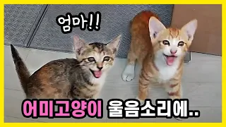 Kittens crying sadly at their mother's cry