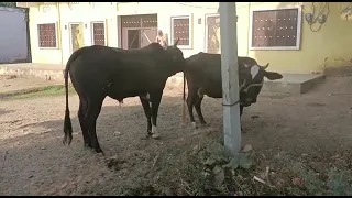 cow and big bull meeting video || cow meeting video  || super fast cow meeting || DM Farm Kajodiya