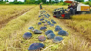 Wow wow fisherman find dig big black clams in field after harvest rice - Best videos by a fisherman