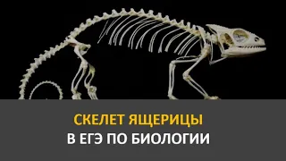 10. Скелет ящерицы в ЕГЭ по биологии