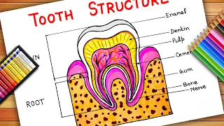 How To Draw Teeth Anatomy | Tooth Structure | Structure Of Tooth Drawing | Tooth Anatomy Diagram