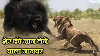 10 ऐसे जानवर जो शेर की जान ले सकते हैं . 10 ANIMALS THAT CAN KILL A LION .