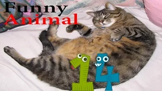 Funny Animal #14 - Fat Cat. Funny Cats Compilation.