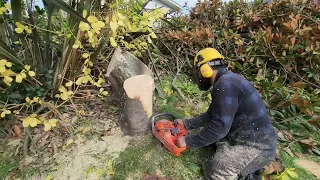 Massive CLEANUP of  front yard. Chainsaw work