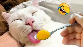 Funny Animals,😂funny cats/dogs😹 funny animal videos 😁
