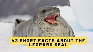 43 facts about the Leopard Seal #leopardseal #facts