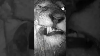 Lion Chews Bone Right In Front of Cam