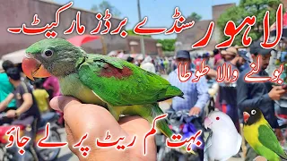 Lahore sunday birds market New update price ye Hoti hai #lahorientertainmentchannel