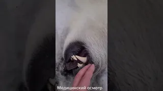 усыпили медведя