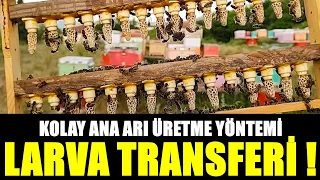 ANA ARI ÜRETİMİ/ KOLAY ANA ARI ÜRETME YÖNTEMİ LARVA TRANSFERİ!