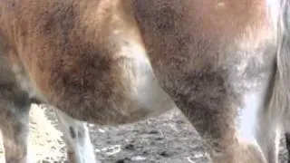 Haflinger Foal in utero dancing