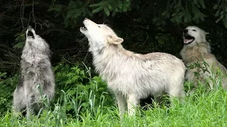 Wolf Howl Trio