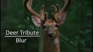 Deer Tribute | Blur | The Walking Dead