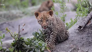 A Leopard's Lair, Mating Lions and Weaving Weavers.