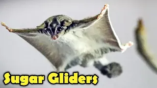 Suger Glider as Pet -  Suger Glider Facts