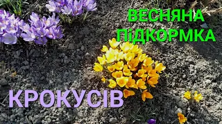 Крокуси - перші весняні квіти на Дачі///Підкормка Крокусів весною@Dacha_Sad_Gorod