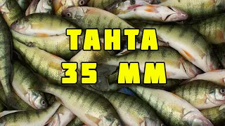 Откуда тут столько рыбы! Дренаж с рисовых чеков. Fish Season Fario NT-Morm + Tanta 35