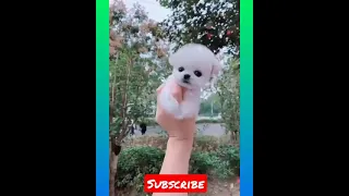 Most Famous Pomeranian Puppies Tik Tok Compilation 2021 #short #cutedog #pupies #viral #video