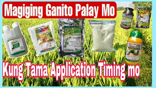 Ano ang Mangyayari sa Palay kung Ilalagay sa Tamang Oras ang mga Kailangan Nito