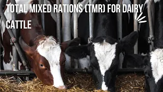 TOTAL MIXED RATIONS FOR DAIRY CATTLE | DAIRY MEAL FEED FORMULATION