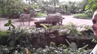 Сингапурский зоопарк. Зебры