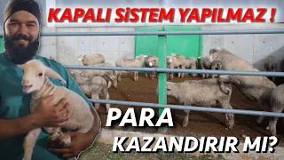 KASAPLIK KUZU YETİŞTİRİCİLİĞİ ⎮ HANGİ IRKI ALMALI